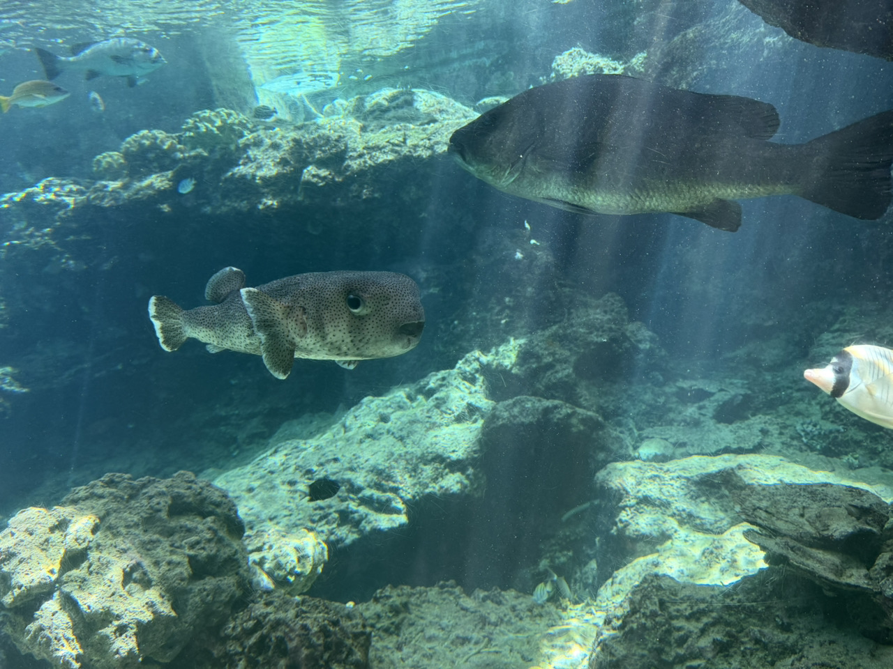 5-Day Trip to Okinawa and Naha from New Taipei City – Shuri Castle Visit, Kokusai Street Shopping, and Family-Friendly Amusement Park Visit