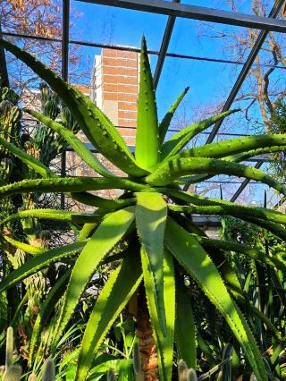 Allan Gardens Conservatory: A Few Local Rules for a Better Visit 🌿🌸#LocalRules 