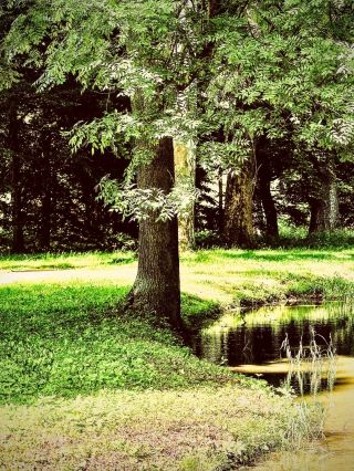 India Meghalaya Mawphlang Sacred Forest Mossy Khasi Traileasytravelpost #Mawphlang #Meghalaya #Sacr