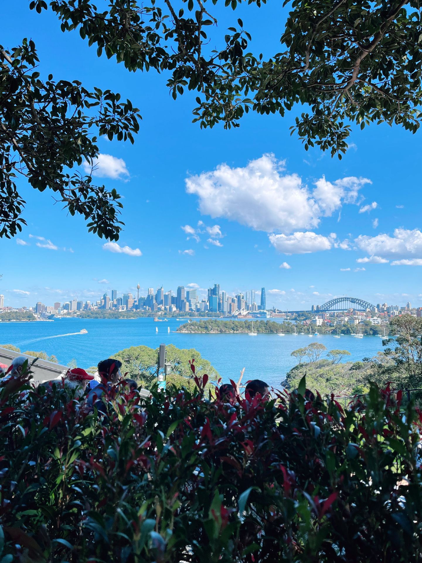 SYDNEY’S BEST SKYLINE ESCAPE — FROM THE ZOO TO BRADLEY HEAD