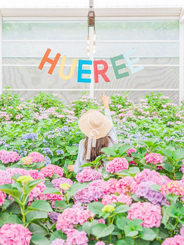 🪻여름 계절의 아름다운 수국밭 [휴애리 자연생활공원]🌿