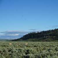 Lamer river trails at Yellowstone national park 