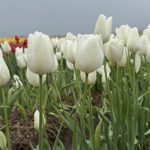 The abbotsford Tulip Festival 阿博茲福鬱金香節