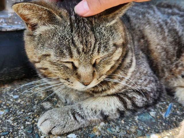고양이 섬