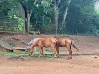 Wild Wonders Awaits🦓