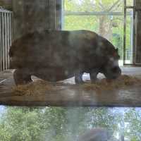 아일랜드 더블린 동물원, Dublin Zoo