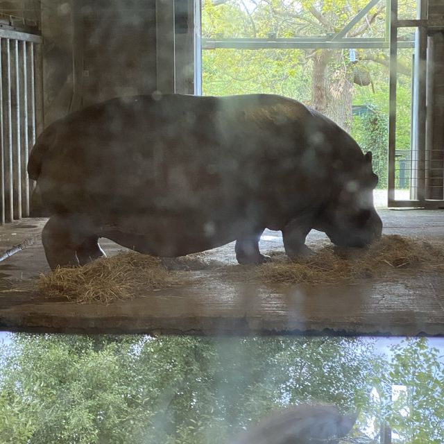 아일랜드 더블린 동물원, Dublin Zoo