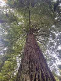 Enchanting Adventures in the Redwood Forest