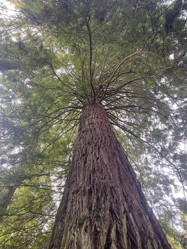 Enchanting Adventures in the Redwood Forest