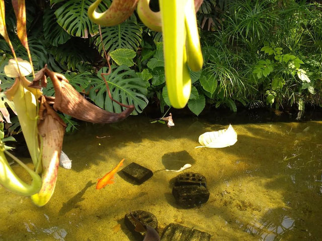 Tegarayama Botanical Garden, Himeji 🇯🇵