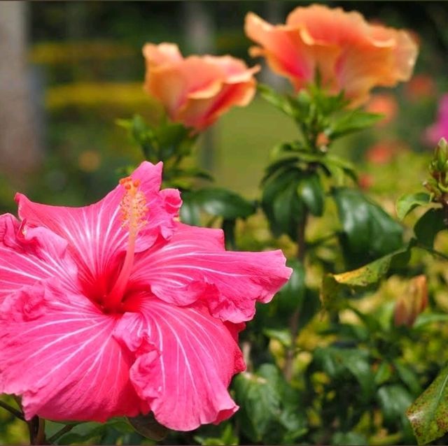 🐤東南植物樂園🦫日本最大的戶外植物園之一🌺