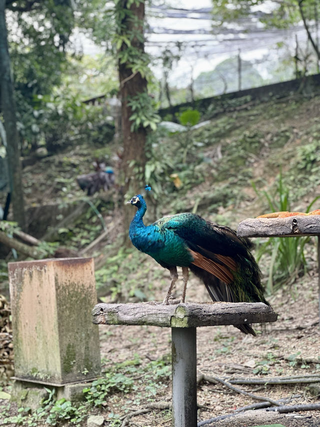 📍Kuala Lumpur Bird Park, Malaysia