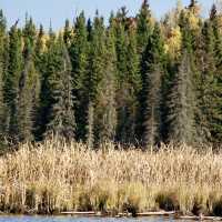 Fall Foliage on the Edge of Winter