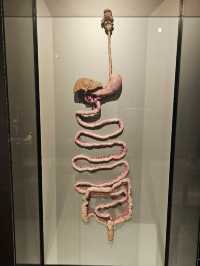 Exploring the Human Body at Body Worlds Amsterdam