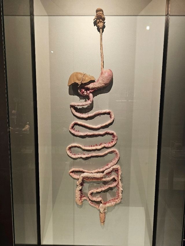 Exploring the Human Body at Body Worlds Amsterdam