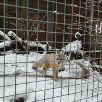 Tallinn Zoo - Estonia