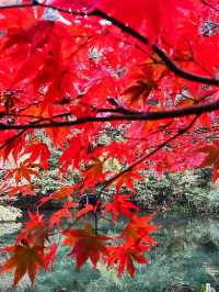 🍁 Red Leaves & Romance in Longjing Village, Hangzhou 🍂