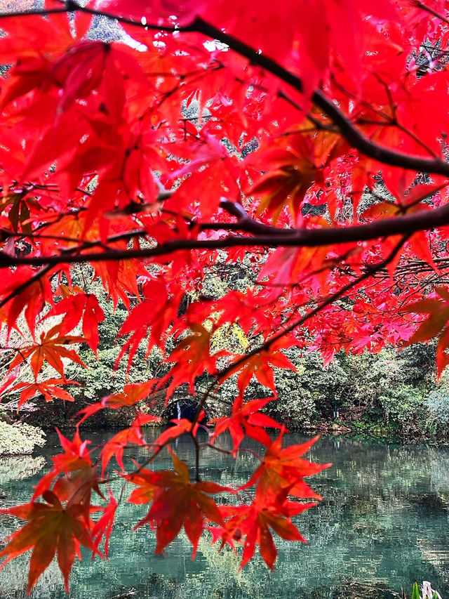 🍁 Red Leaves & Romance in Longjing Village, Hangzhou 🍂
