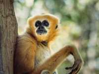 A Wild Day Out: Visiting Chiang Mai Zoo in Northern Thailand