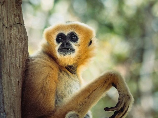 A Wild Day Out: Visiting Chiang Mai Zoo in Northern Thailand