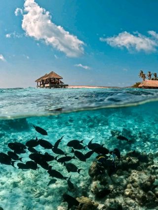 Maldives Snorkeling: Dive into a Colorful Underwater Paradise