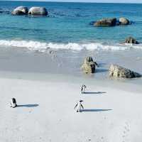 #Boulders Penguin Beach#Simon town #Capetown