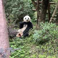 成都熊貓基地