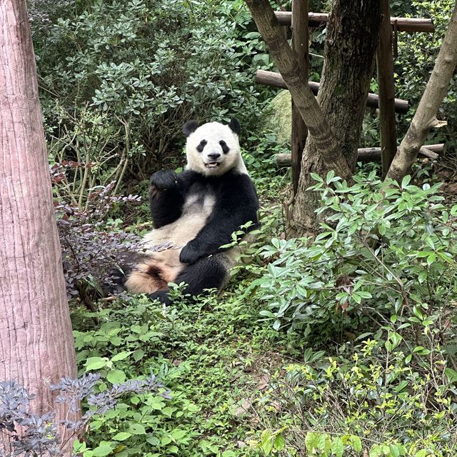 成都熊貓基地