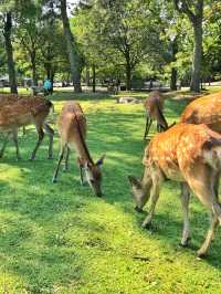 Summer chasing light | How long has it been since you visited the little deer?