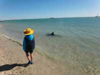 Release your laziness at a good place | Shark Bay