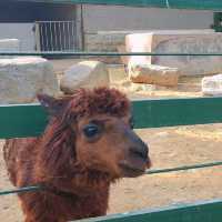 Animals, Rides, and Scenic Beauty: Yantai