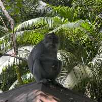 Bali's Cheeky Residents @Monkey Forest