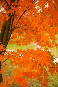 偶遇一大片紅楓，趕緊衝吧！