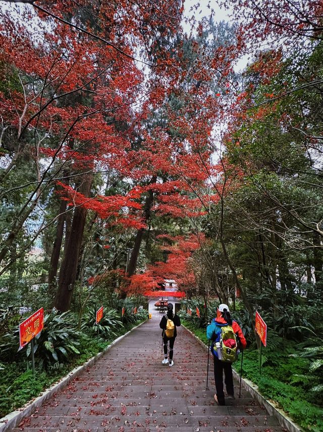 鶴鳴山道觀|道教發源地～賞楓葉賞銀杏聖地