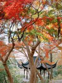 光影園林|與秋同肅！留園