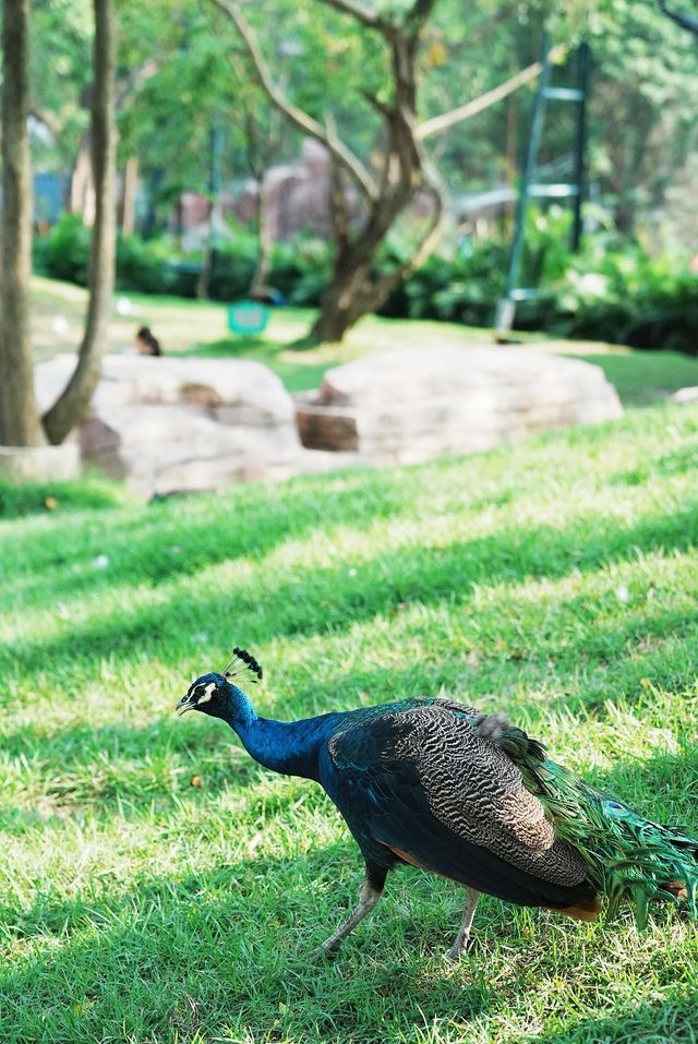 中山遊玩｜寶藏紫馬嶺動物園