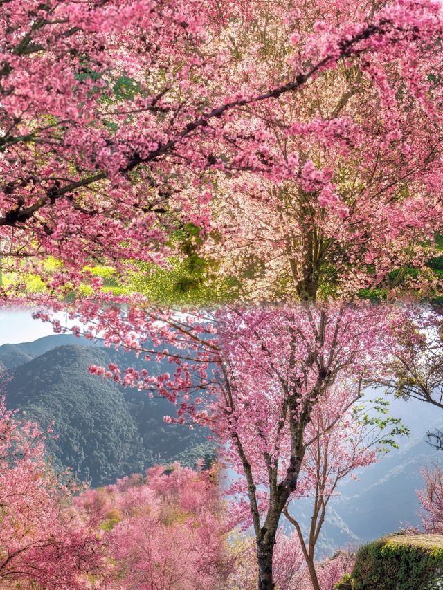 冬天的童話：大理無量山櫻花谷之旅