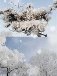 霧凇美景只在早晨“曇花一現”