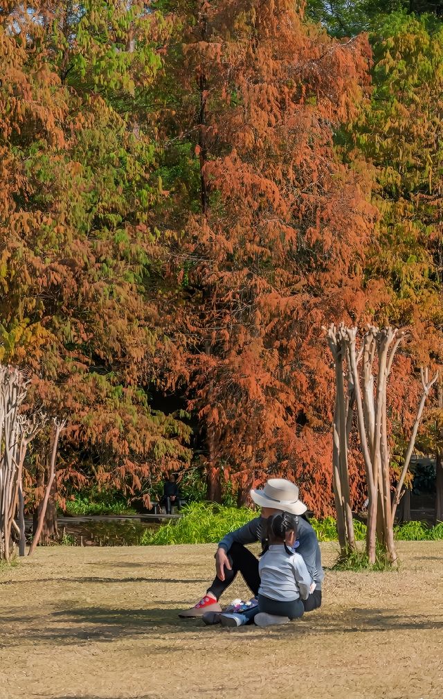 冬日陽光下，廣州天河公園的落羽杉可美