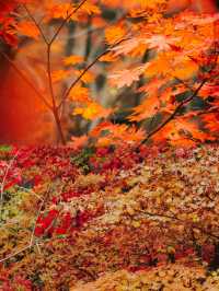 本溪楓葉之旅：沉浸在秋天的童話中