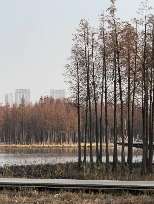 南昌有座“漂浮森林”層林盡染美如畫