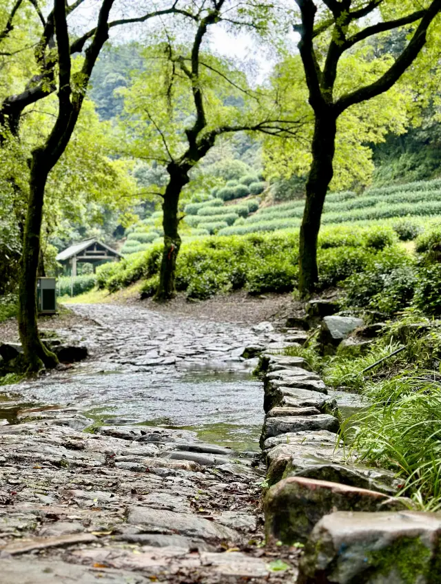 杭州中級徒步路線，龍井—九溪十八澗—馬兒崗—滿覺陇—虎跑