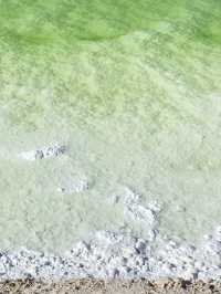 在大西北竟然藏著一整片絕美的綠色鹽湖