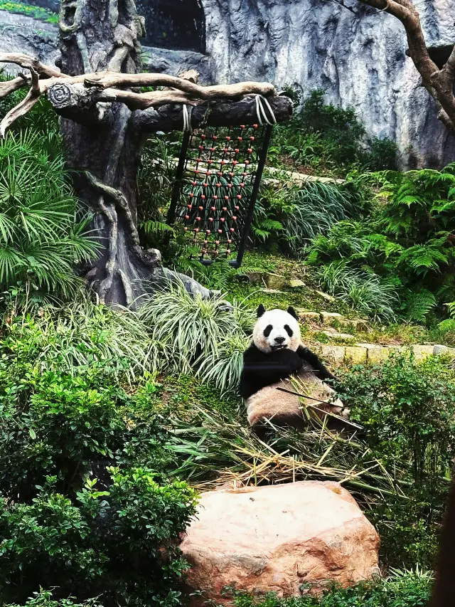 Seac Pai Van Park | I saw pandas in Macau