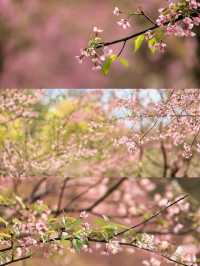 泡泡ooO 南溪山公園（大門）關注桂林|藏在市區裡的百花園香飄