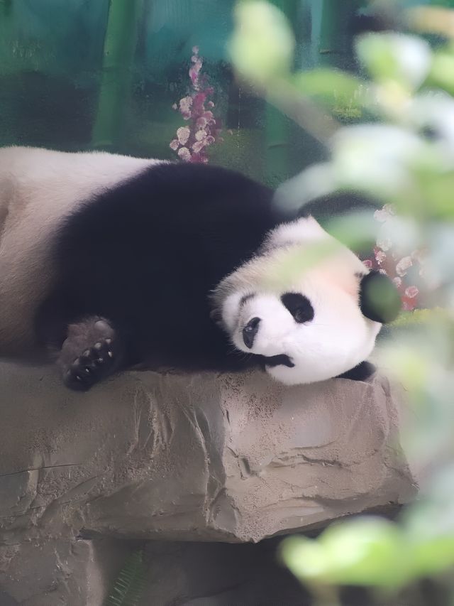 不是長隆去不起而是靈玲更具性價比