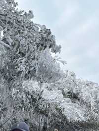 廣東又降溫了！這不得抓住最後的機會去看雪！