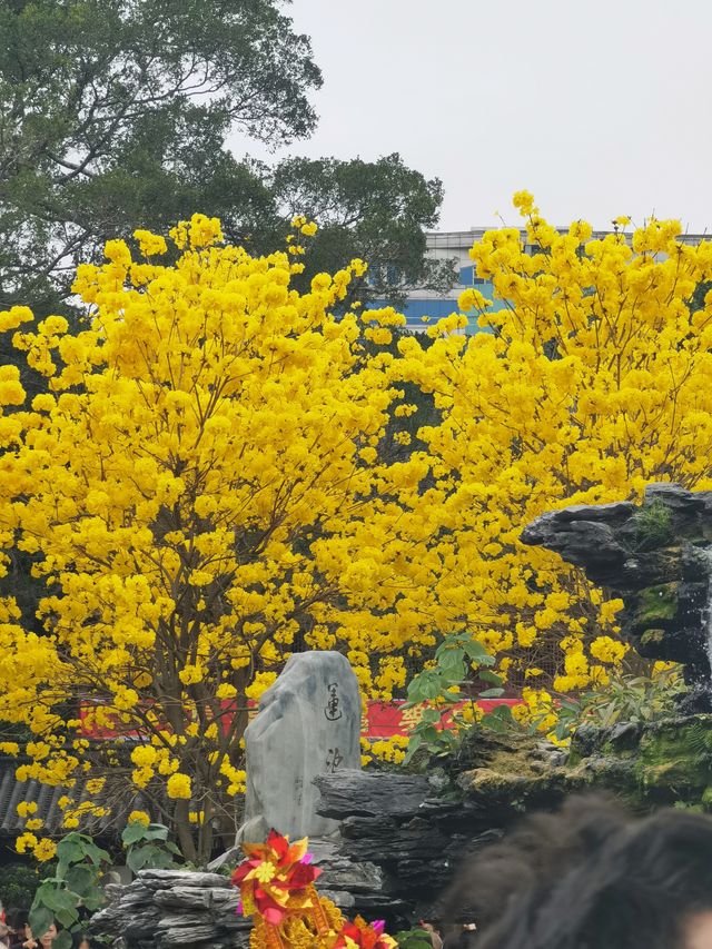 終於等到這一天廣州光孝寺的黃花風鈴木全都開了