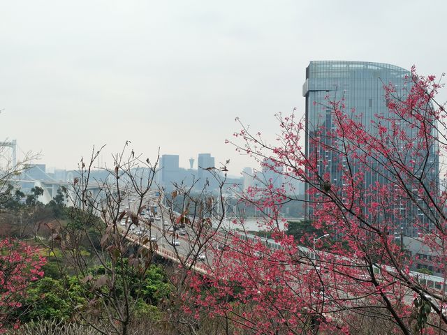 大屏山賞花季