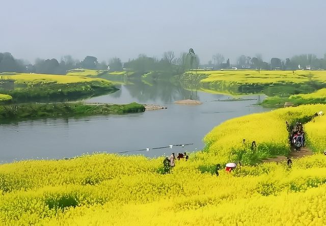 千畝油菜花，美成「小江南」：邛崍兩河村